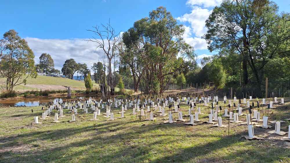 Revegetation around a farm dam at Dixons Creek, in the Yarra Valley, which has been designed to create a healthy habitat for native birds and other creatures.