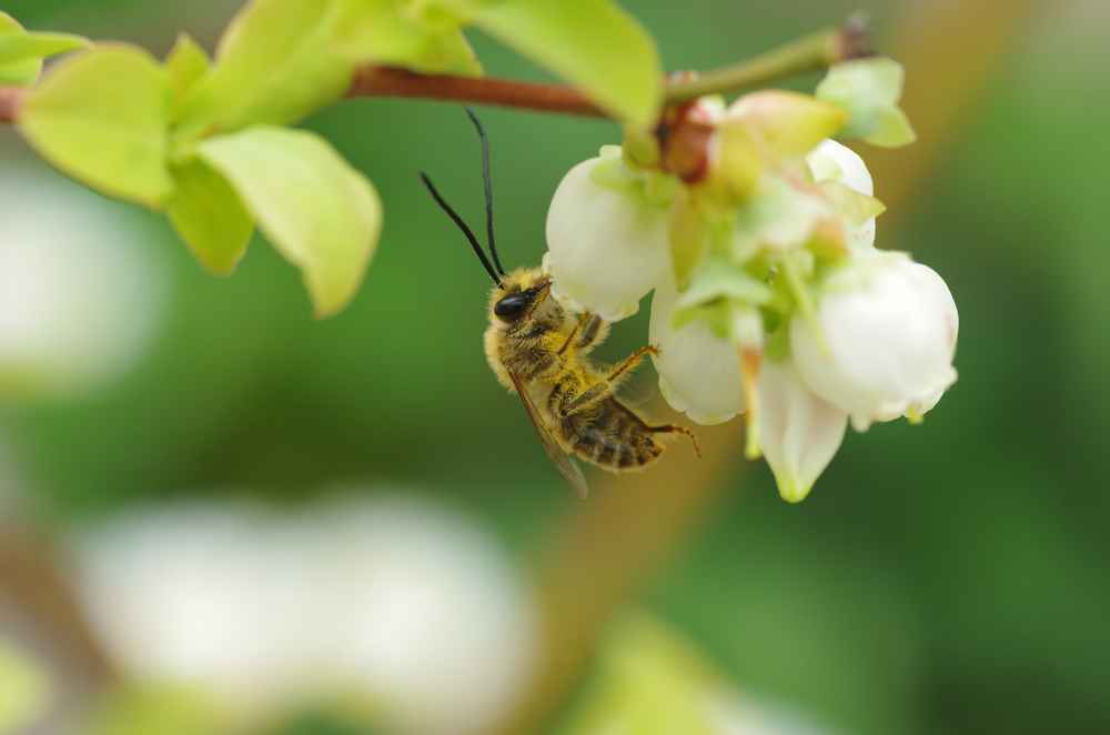 A honeybee pollinates a blueberry flower in spring.