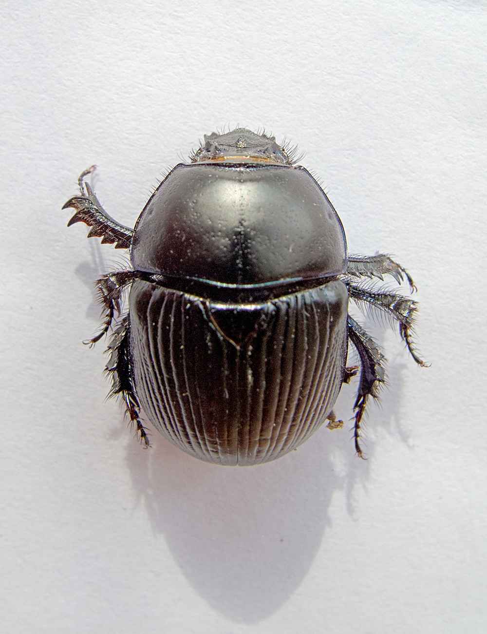 Geotrupes spiniger dung beetles – also known as the blue bomber for its colourful underside – have been introduced to Victoria, Tasmania and parts of NSW.