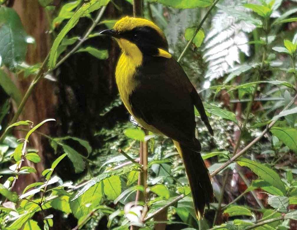 A helmeted honeyeater at Yellingbo.