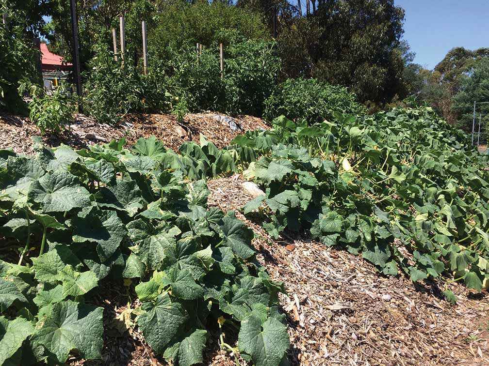 The River Garden in full summer growing glory in February 2019.