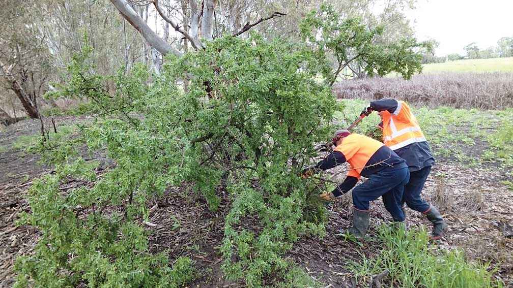 DEP crew members tackle boxthorn on the Avoca River at Quambatook in 2017.