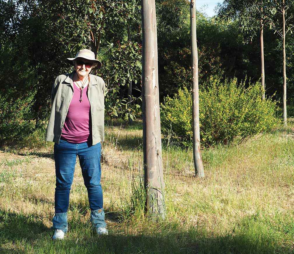 Joan Anson in the denuded paddock five years later. The foreground is trimmed spotted gum with mixed species to the rear.