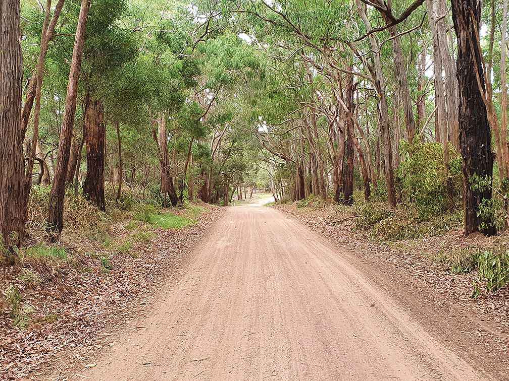 After: Blacks Road Portland after the Southwest Woody Weed Action Team clean up in 2021. Dramatic improvements in roadside character have motivated many new members to join the group. 