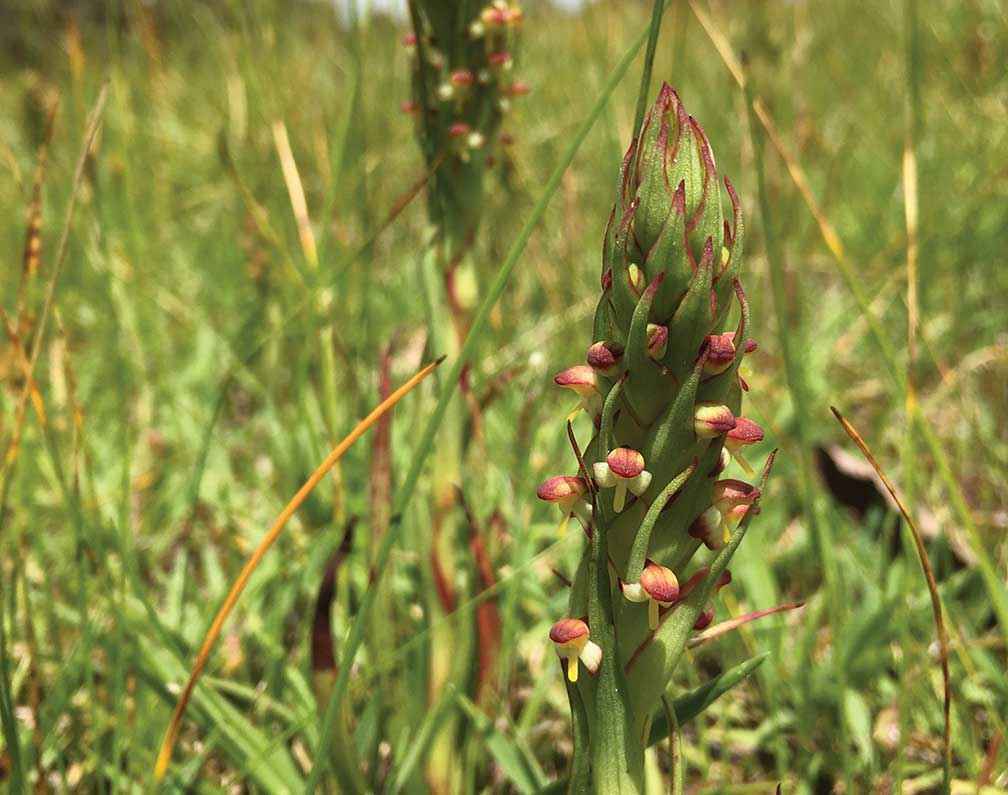 Diminutive and mighty-spreading South African weed orchid (Disa bracteata) in grassy woodland at Beaufort in November 2016. This weed can be difficult to identify contributing to its establishment in Victoria.