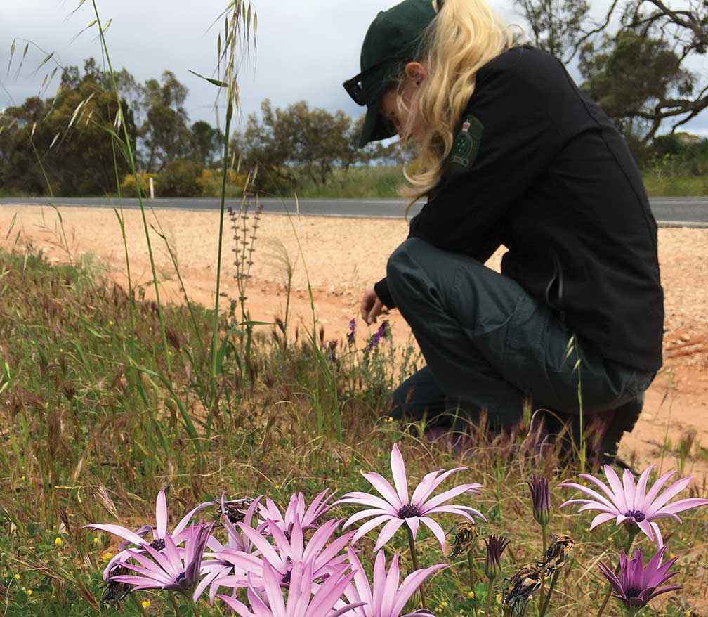 Invasive garden plant African or cape daisy (Dimorphotheca or Osteospermum species) on a roadside in the Wimmera in October 2016. How did it get here?