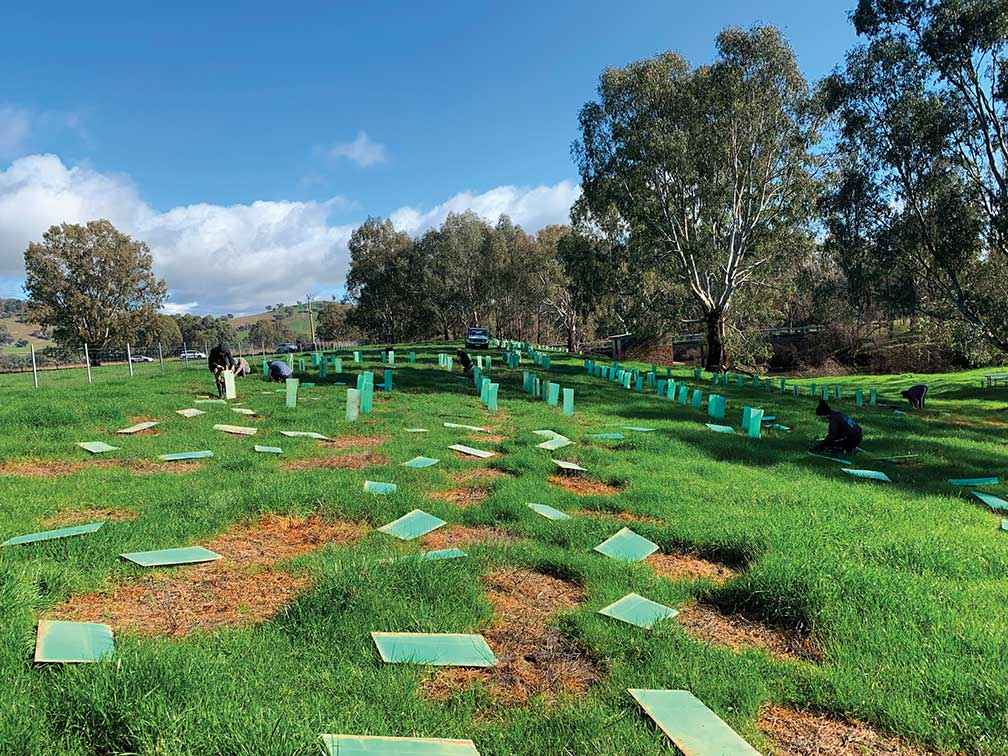 Restoration in progress by Parklands River Stewards in a section of the Murray River corridor. The restored corridors at Bonegilla will provide habitat continuity for many native species as the climate changes. 