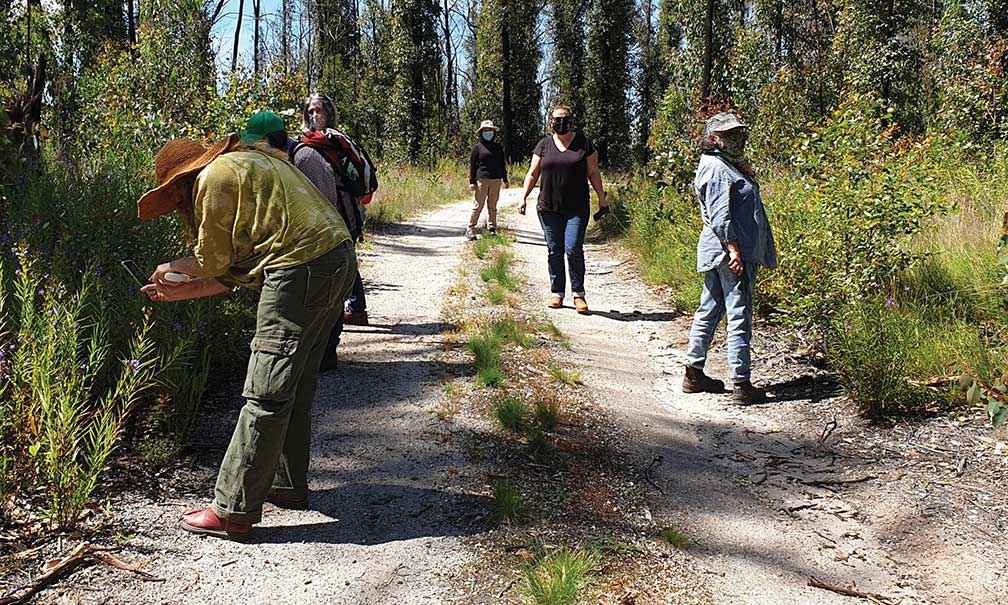 A field identification day at the burnt Clifton Creek in the afternoon.  