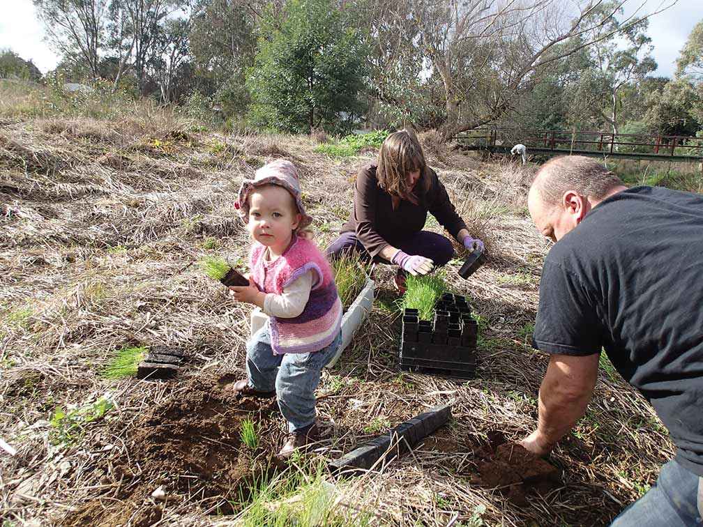 Friends of Campbells Creek members replanting tussocks in the riparian zone along the creek.