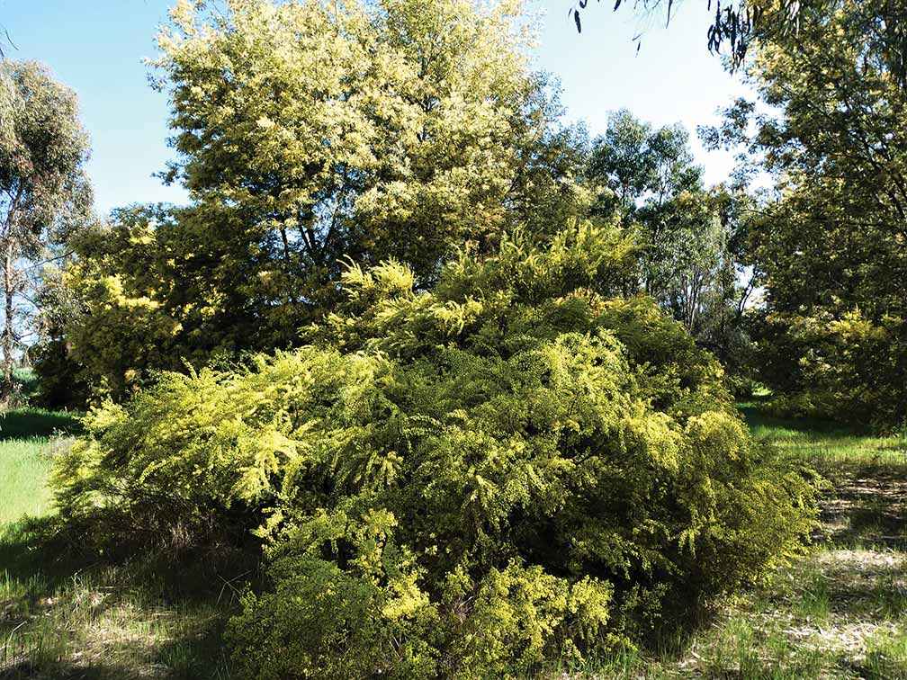 Native vegetation in the Ern Miles Reserve in 2021, which was established through direct seeding in 2011.