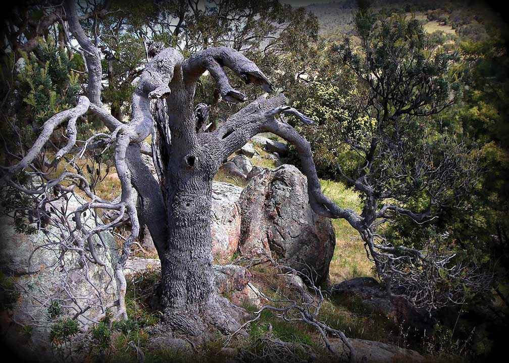 The last surviving ancient silver banksia (Banksia marginata) on Mount Alexander.