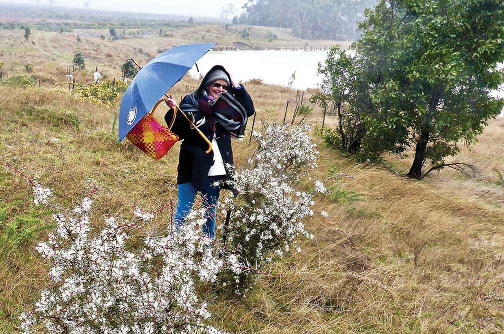 Bushy needlewood (Hakea decurrens) planted at the Lal Lal Biorich demonstration site in 2019 to preserve a locally threatened species.