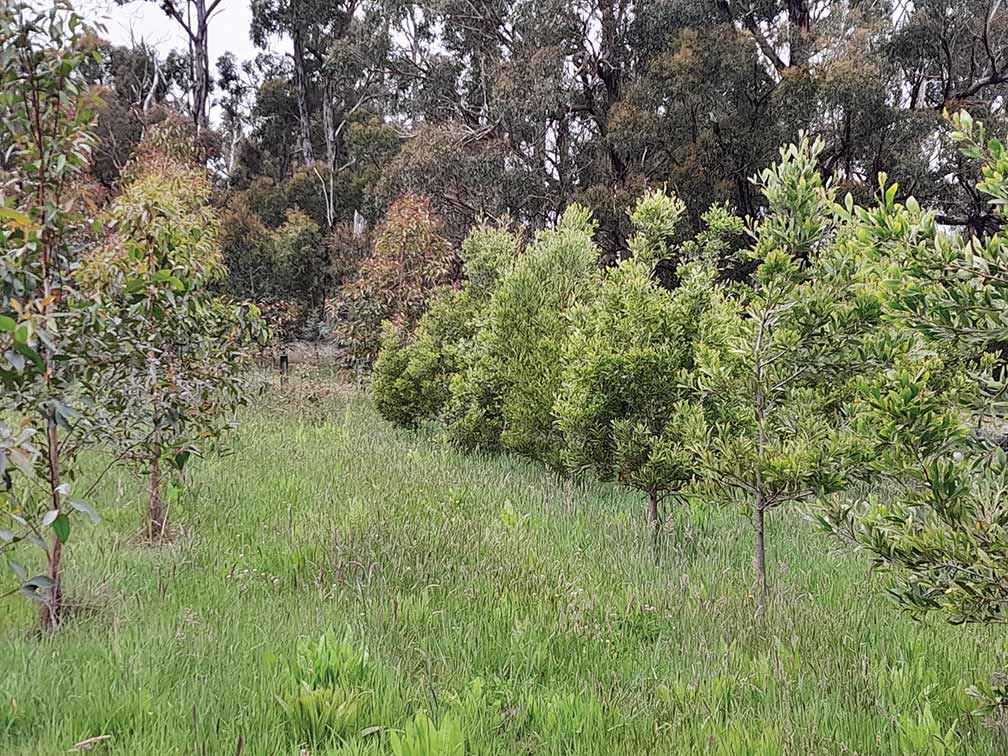 Young blackwood and spotted gum in a mixed agroforestry plantation linking to a remnant roadside reserve at Gerangamete.