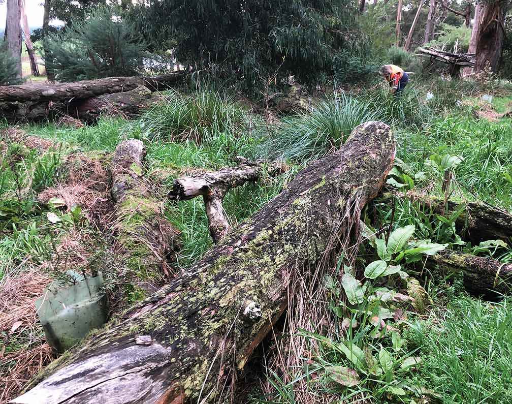 Fallen logs left in a biodiversity revegetation area to provide important habitat at ground level at Gerangamete. 