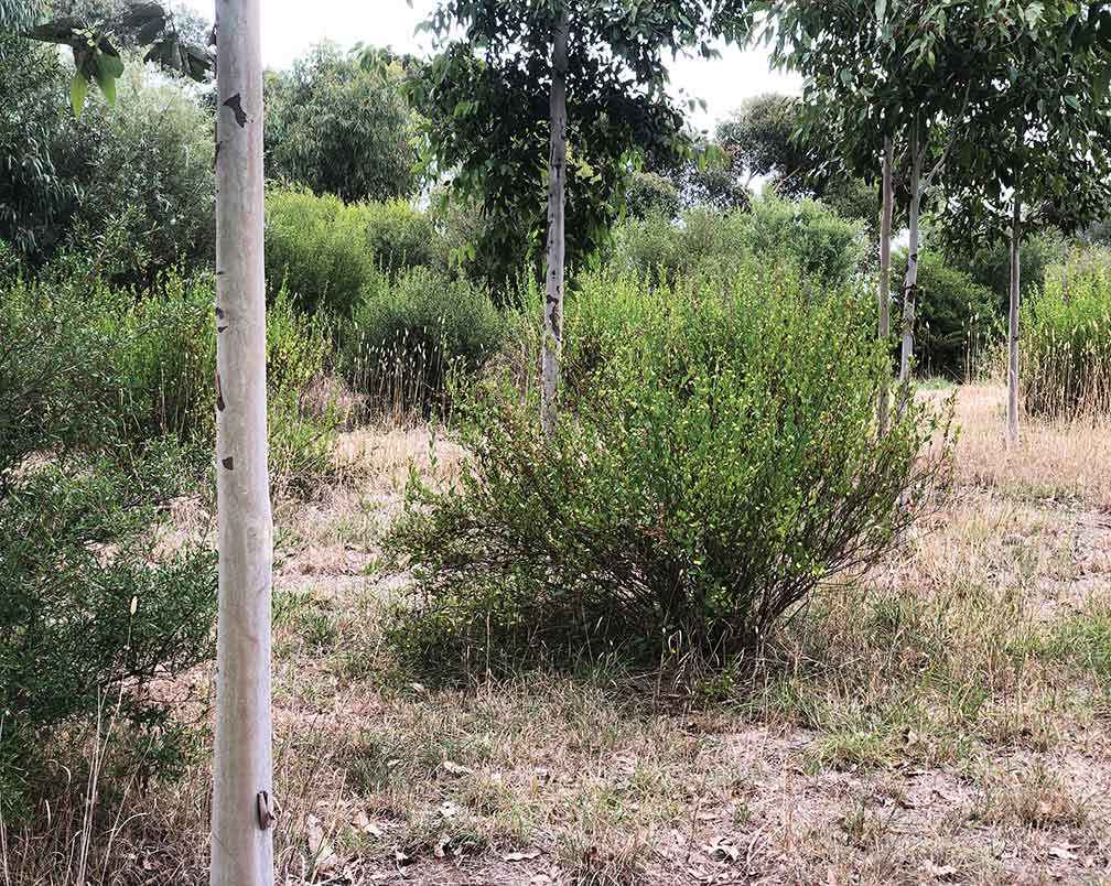 Vegetation layering enhancing wildlife habitat at Barwon Ridge Winery, showing a canopy of form-pruned spotted gum with a shrub layer of hop goodenia and giant hopbush.<br />
<br />
