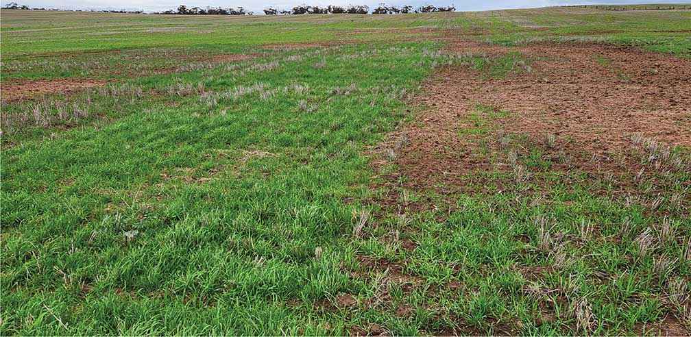 Using sand as a mulch to improve germinating conditions and encourage establishment of ground cover in the Mallee in 2023.