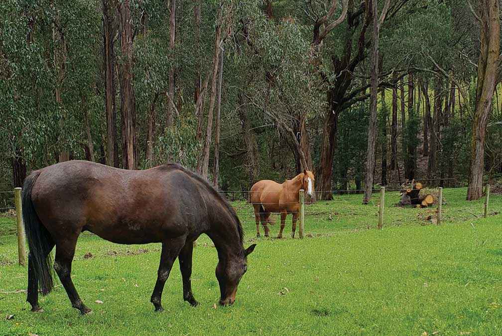 VELCoP encourages all horse owners to join an event run by a local equine Landcare group to increase their land management skills and knowledge. 