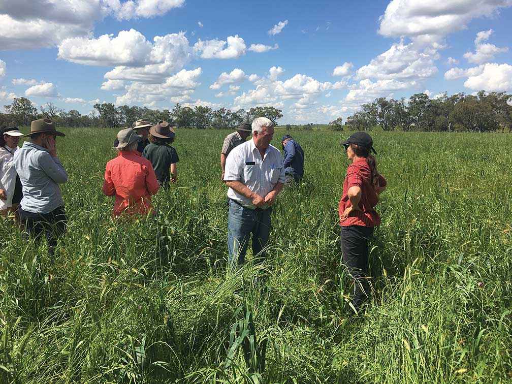 MARAG farmers inspecting a successful multi-species cover crop at Runnymede, Elmore, in November 2022.