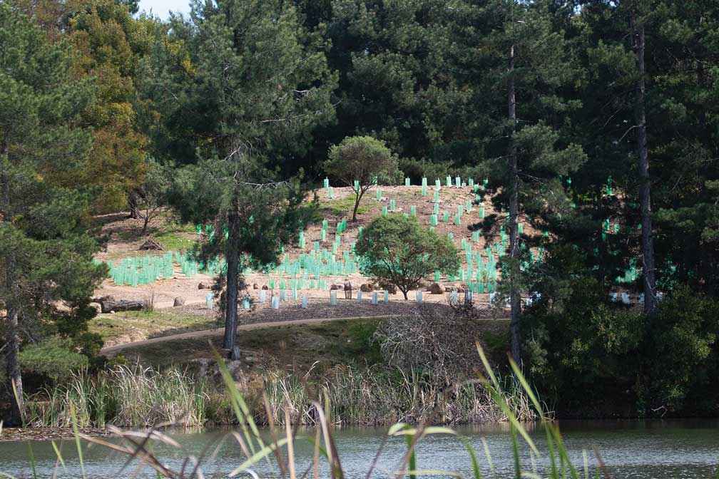 The newly established food and fibre forest at Lake Calembeen will stretch up the banks behind the yarning circle.<br />
