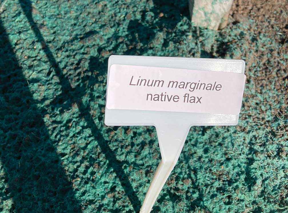 Native flax sown under vines with hydromulch to the left and surface seed on the right at the hydroseed trials on the Mornington Peninsula.