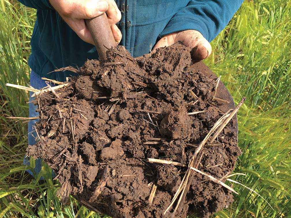 A soil sample from the control plot.<br />
<br />
