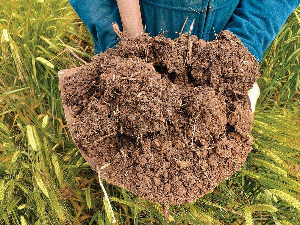 A sample of soil treated with extra nutrients.<br />
<br />
