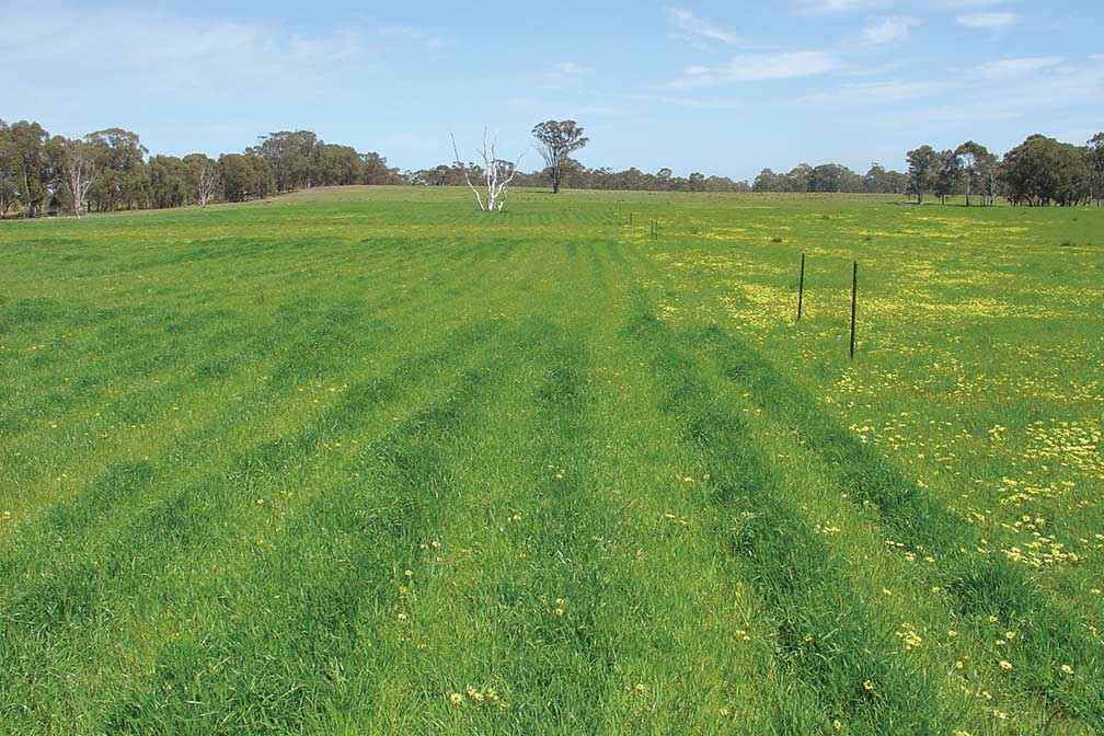 The trial site in October 2013. This was taken three months after treatments were applied with rip lines still evident. The capeweed is outside of the trial area.