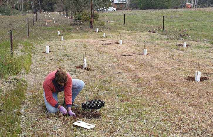 Completion of the Coonooer Bridge Community Hall Revegetation Project by local families in August 2020.