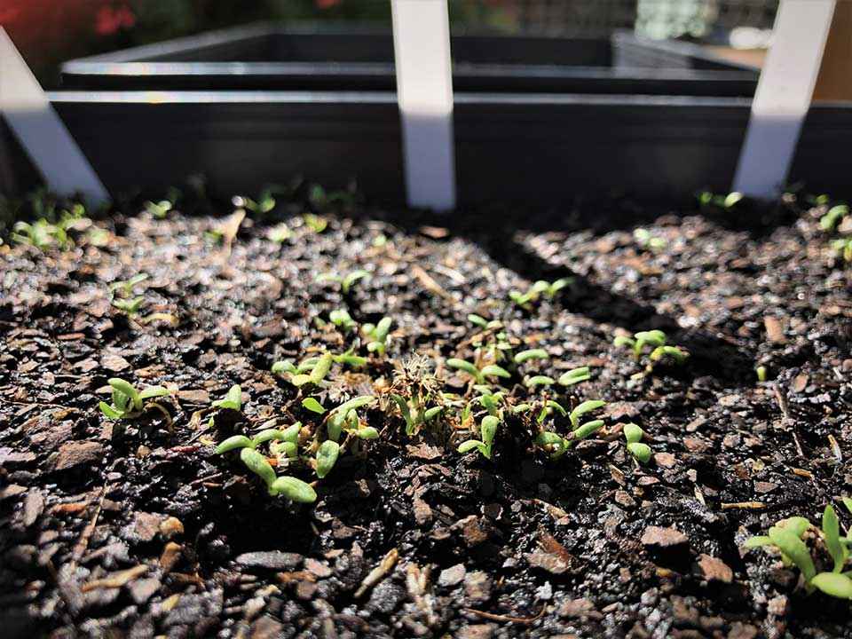 Button wrinklewort seedlings grown from cross pollinating the single plant from Caramut with flowers from the close by Wickliffe population.<br />
