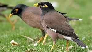mynas.jpg