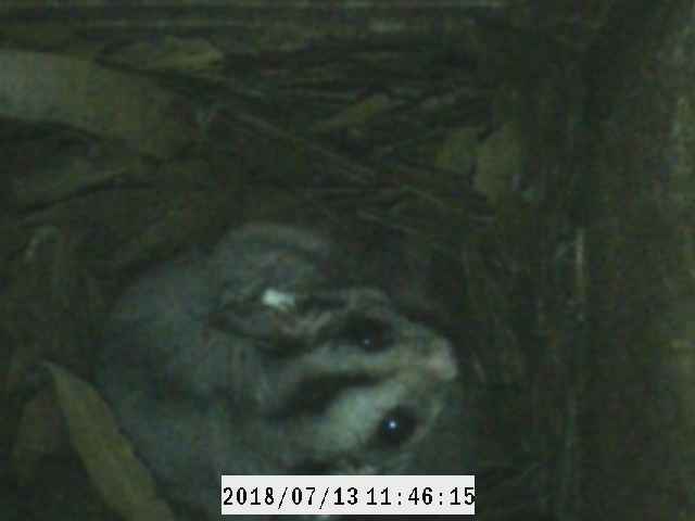 Sugar glider.JPG