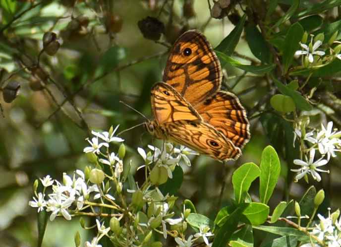 Butterfly_CRPDDSC_0007.jpg