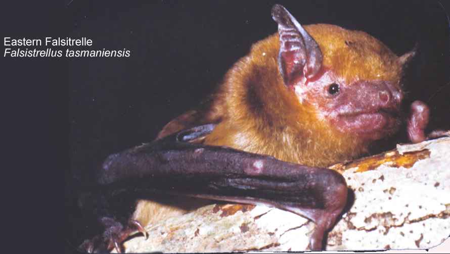 Eastern FAlsistrelleSML_4392.jpg