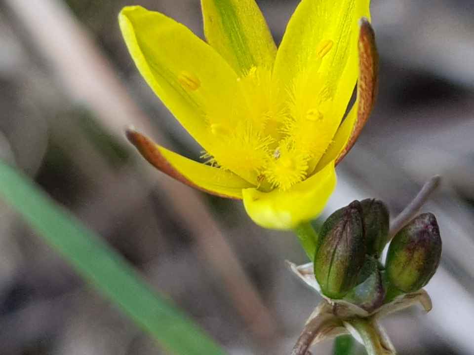 Tricoryne eliator20231102_154416.jpg