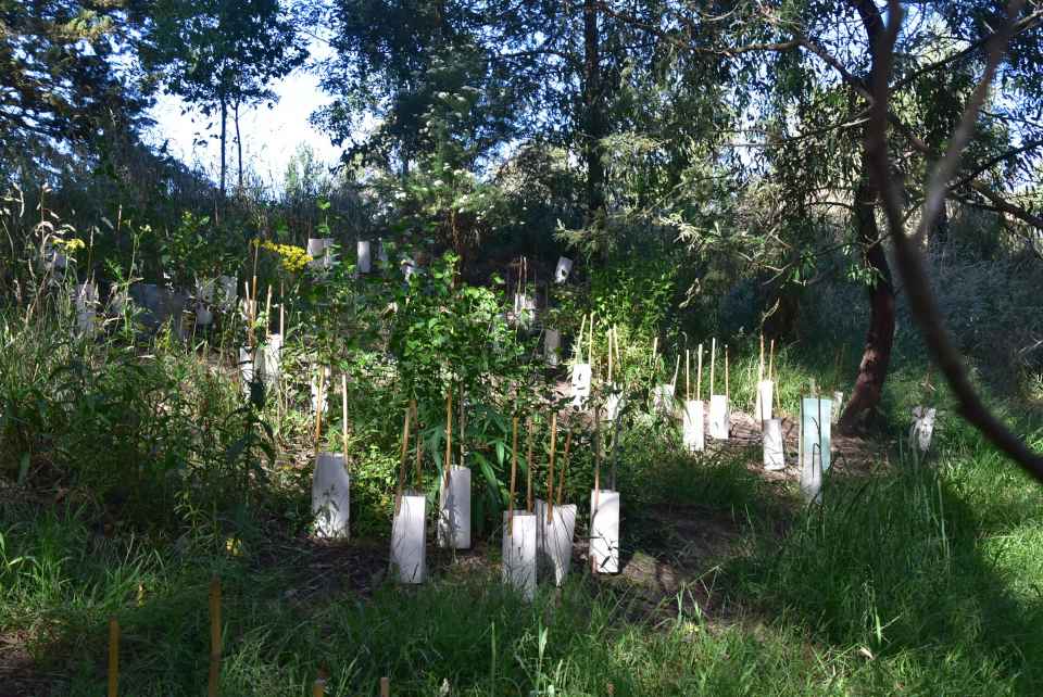 bank_plantingSML.jpg