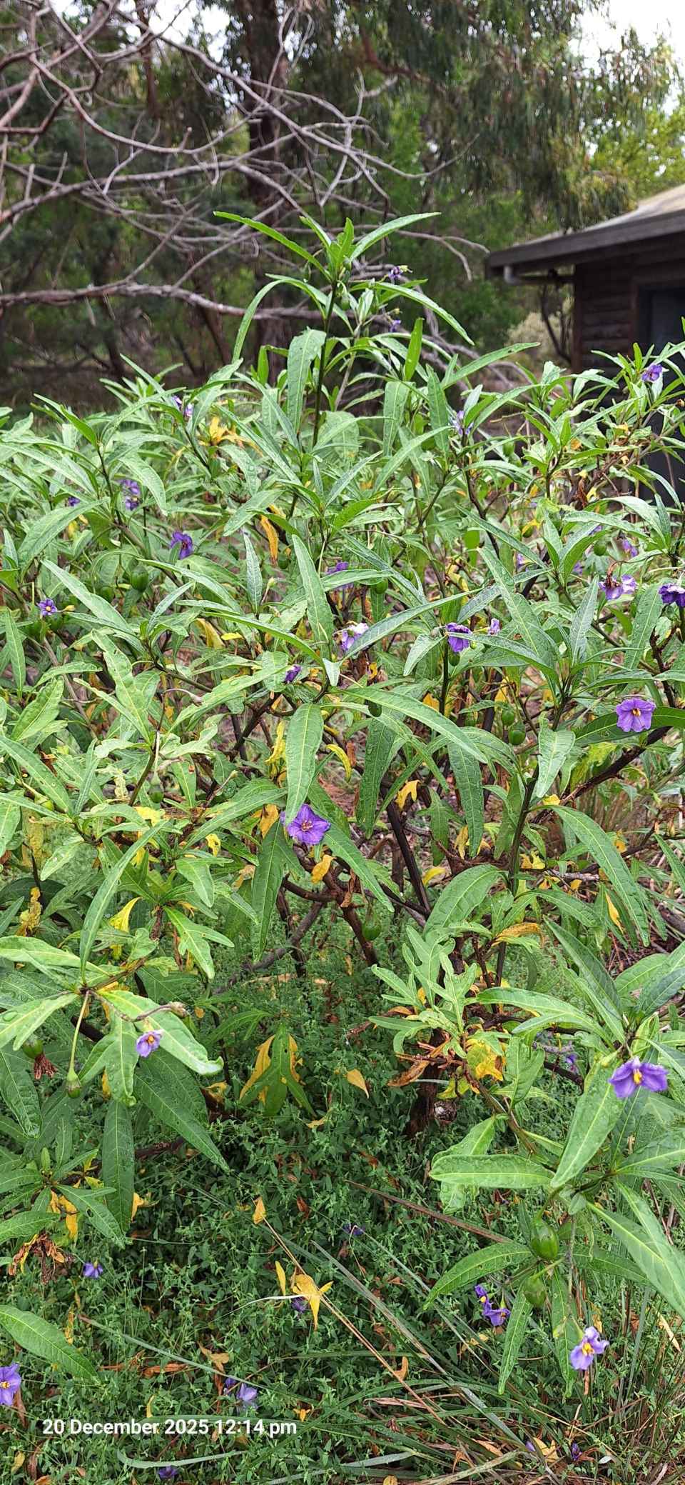 Kangaroo Apple.jpg