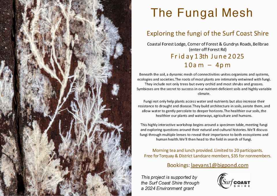 The_Fungal_Mesh_Workshop_Flyer_2025.jpg