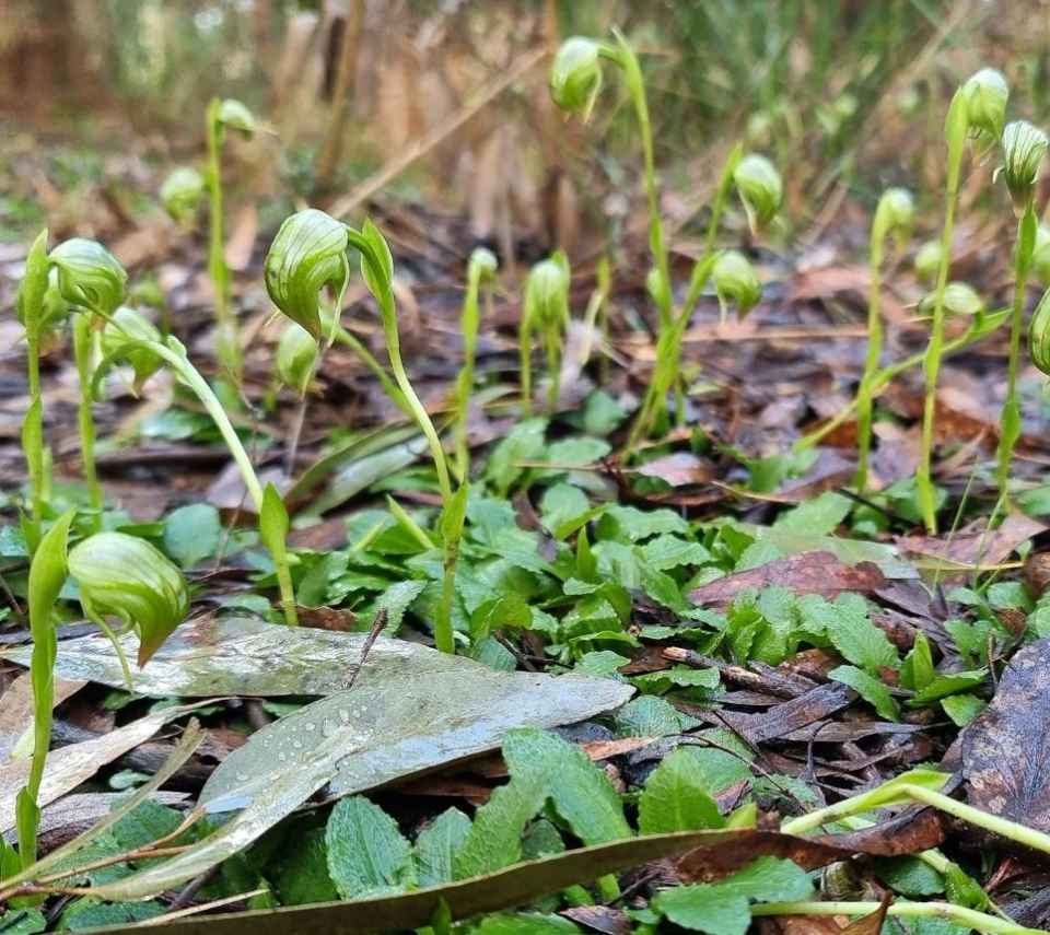 2024BioBlitzEvent-Greenhoods.JPG