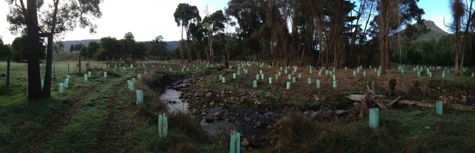 Andrews Creek post planting.jpeg