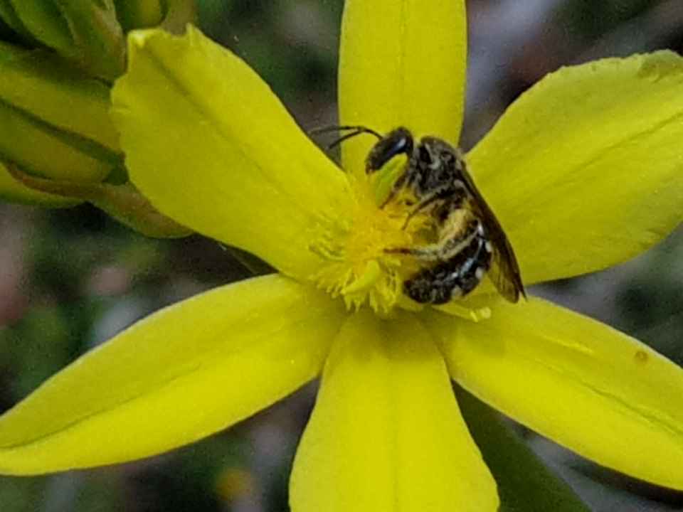 cuckoo_Bee_bulbieDAwsonBEST.jpg