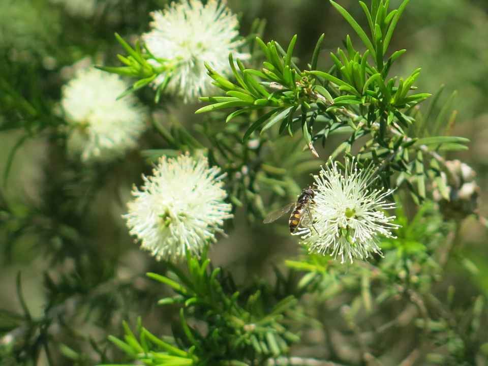 INE405~1MelaleucWithBeeSML.jpg