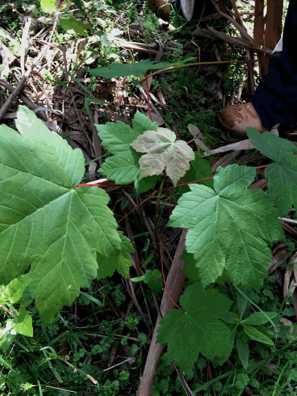 MAPLES~1SML.jpg