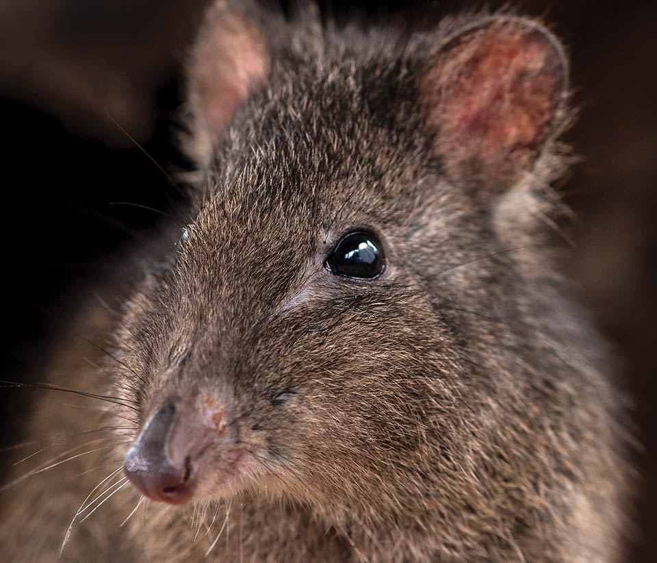 P5 Potoroo hero