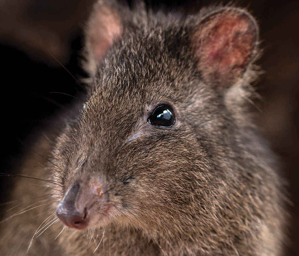 P5 Potoroo hero