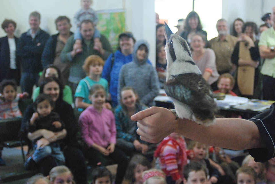 p6 Kookaburra hero