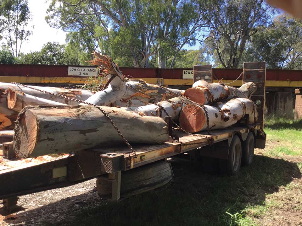 p15 timber hero