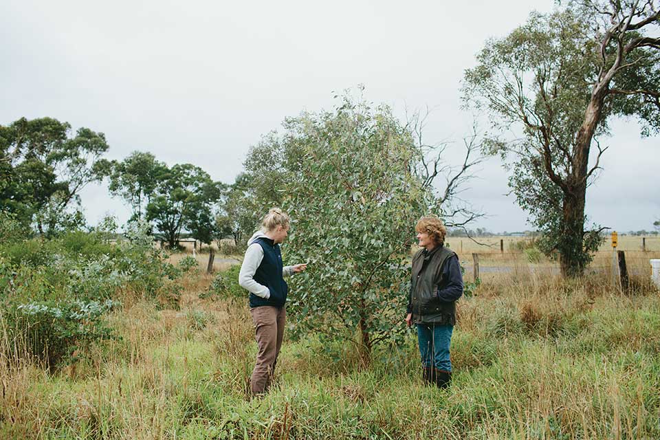 p19 DirectSeeding hero