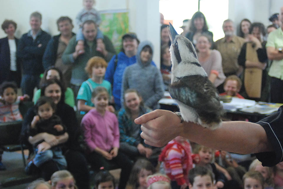 p6 Kookaburra hero