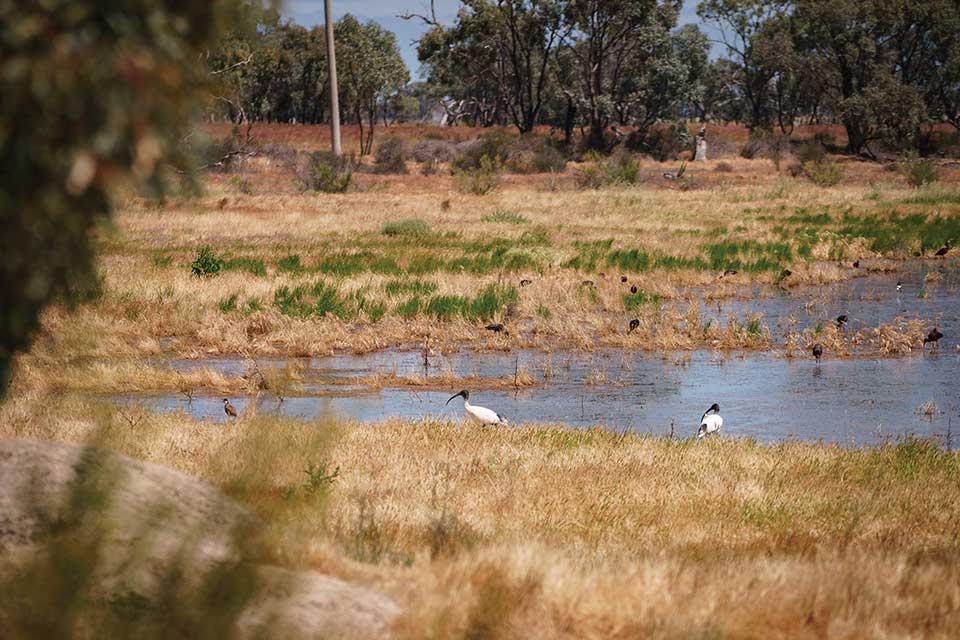 p8 wetland hero