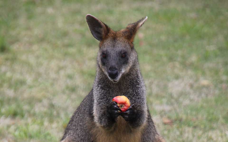 p9 wallaby hero